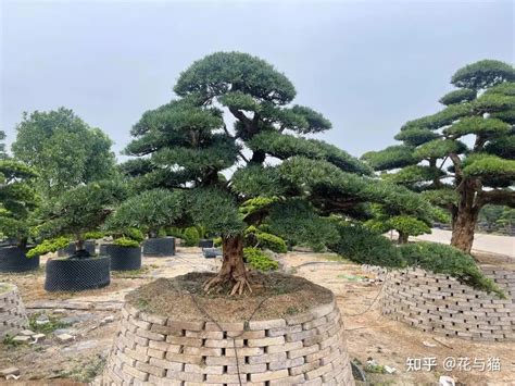 大门外放什么植物|大门口两侧摆放的植物，迎门摆放什么植物最好